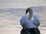 Beautiful Picture With The Swan In The Lake Stock Photo