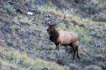 Elk Or Wapiti (cervus Canadensis) Stock Photo