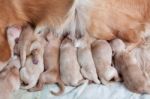 Group Of First Day Golden Retriever Puppies Natural Shot Stock Photo