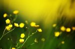 Yellow Flowers On Field Stock Photo