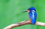 Blue-eared Kingfisher (male) Stock Photo