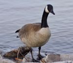 Beautiful Isolated Picture With A Cute Canada Goose On The Shore Stock Photo