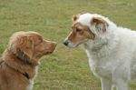 Two Dogs Meet Stock Photo