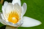 White Lotus Flower Stock Photo