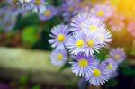 Margaret Flowers In The Garden Stock Photo