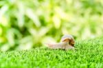 Snail Crawling Stock Photo