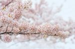 Cherry Blossom With Soft Focus, Sakura Season In Korea,background Stock Photo