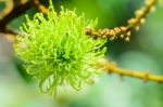 Soft Fruit Of Rambutan Is Pure Natural Stock Photo