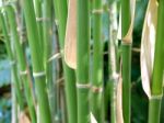 Green Bamboo Nature Background Stock Photo