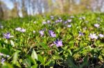 Spring Flowers. Young Green Leaves And Flowers Stock Photo