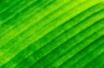 Dirty Green Banana Leaf Texture Stock Photo