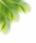 Coconut Leaf Isolated On White Background Stock Photo