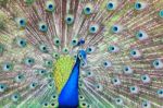 Peacock Spread Feathers Stock Photo