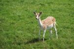 Fallow Deer (dama Dama) Stock Photo