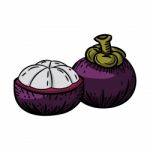 Illustration Of Mangosteen -  Illustration Stock Photo