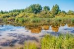 Small Pond In The Woods Stock Photo