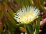 Yellow Carpobrotus Edulis Flower Costa Del Sol Stock Photo