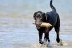 Black Labrador Carries A Stick Stock Photo