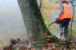 Lumberjack Stock Photo