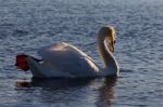 Beautiful Background With The Mute Swan Swimming On The Sunny Evening Stock Photo