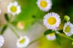 Closeup Daisy Flower Stock Photo