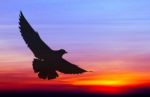 Silhouetted Seagull Flying At Colorful Sunset Stock Photo