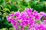 
Bougainvillea Stock Photo