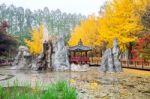 Autumn With Ginkgo Tree In Nami Island, Korea Stock Photo