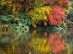 Tree Leaves Changing Colour In Autumn Stock Photo