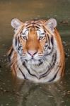 Tiger In The Water Stock Photo