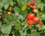 Rose Hip Stock Photo