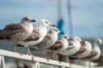 Row Of Seagulls Stock Photo