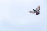 Pigeon Flies In The Blue Sky In A Sunny Day Stock Photo