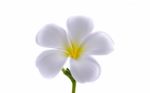 Frangipani Or Plumeria Isolated On The White Background Stock Photo