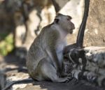 Long-tailed Macaque Monkey Sitting On Ancient Ruins Of Angkor Wa Stock Photo