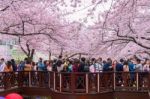 Jinhae,korea - April 4 : Jinhae Gunhangje Festival Is The Largest Cherry Blossom Festival In Korea.tourists Taking Photos Of The Beautiful Scenery Around Jinhae,korea On April 4,2015 Stock Photo