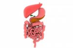 Human Digestive System Stock Photo