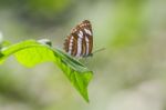 Butterfly On Green Leaf Stock Photo