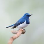 Male Ultramarine Flycatcher Stock Photo