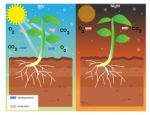 Photosynthesis And Respiration Stock Photo