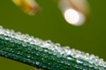 
Dew On Leaves Stock Photo