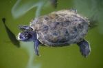 Yellow-bellied Slider Turtle Stock Photo