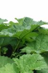 Giant Gunnera Stock Photo