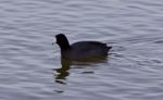 Beautiful Photo With Funny American Coot In The Lake Stock Photo