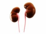 Digital Illustration Of Kidney In Colour Background Stock Photo