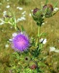 Thistle Stock Photo