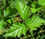 Leaves Of Blackberry Stock Photo