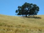 Tree And Field Stock Photo