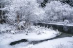 Snowy Forest In A Winter Day Stock Photo