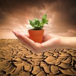 Hand With Small Plant On Dry Land Stock Photo